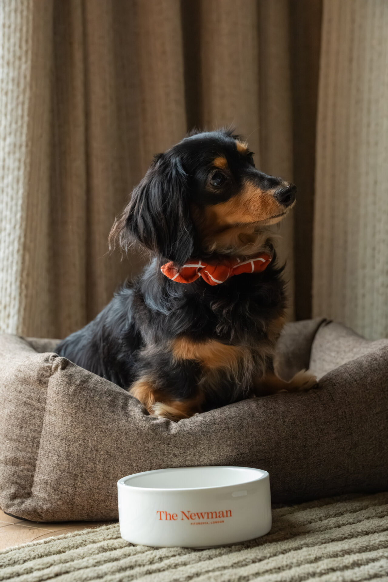 Dog enjoying a welcome treat from a food bowl in a guest room at The Newman Hotel, Fitzrovia's dog-friendly boutique hotel in London