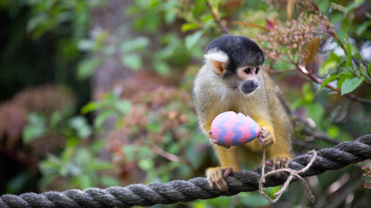 Egg hunt